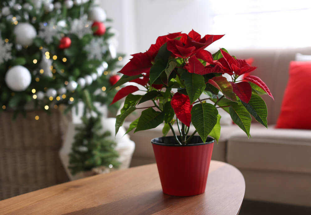 7 Holiday Plants That Add Christmas Cheer to Any Room