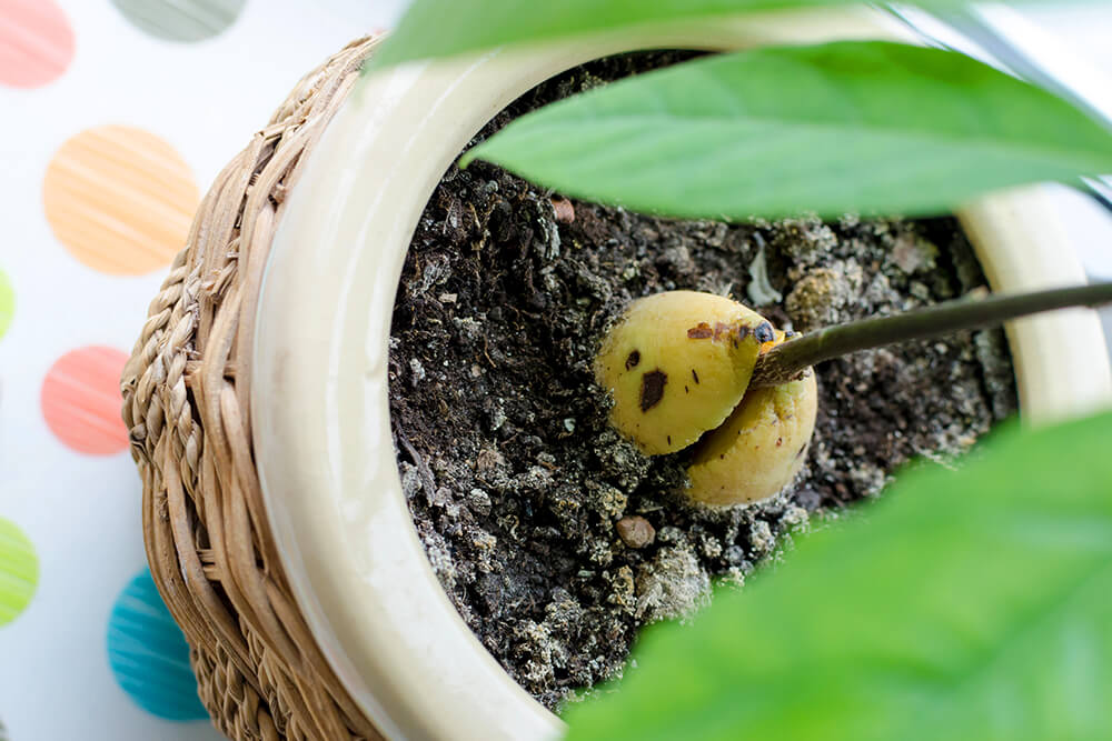 Guide to Kitchen Scrap Gardening for Kids