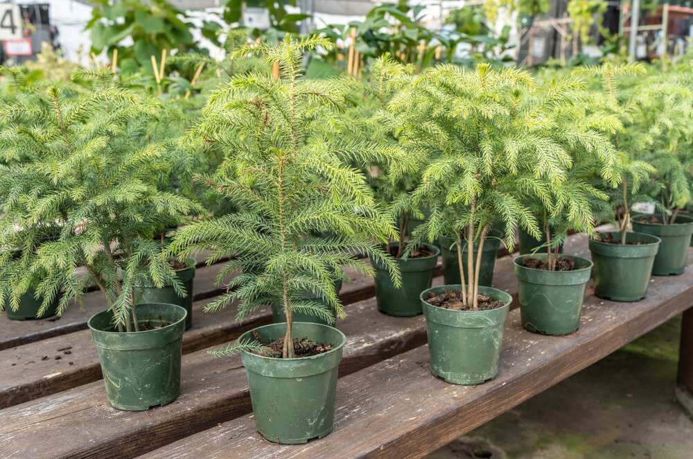 Norfolk pine trees in nursery pots on a wooden bench