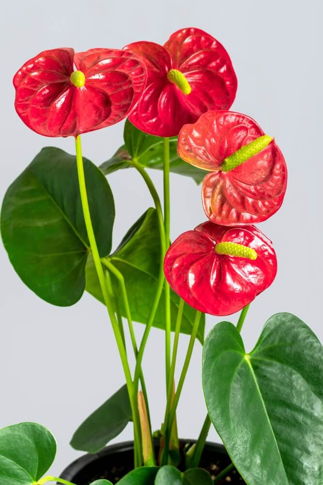 Red Anthurium holiday plants in a pot