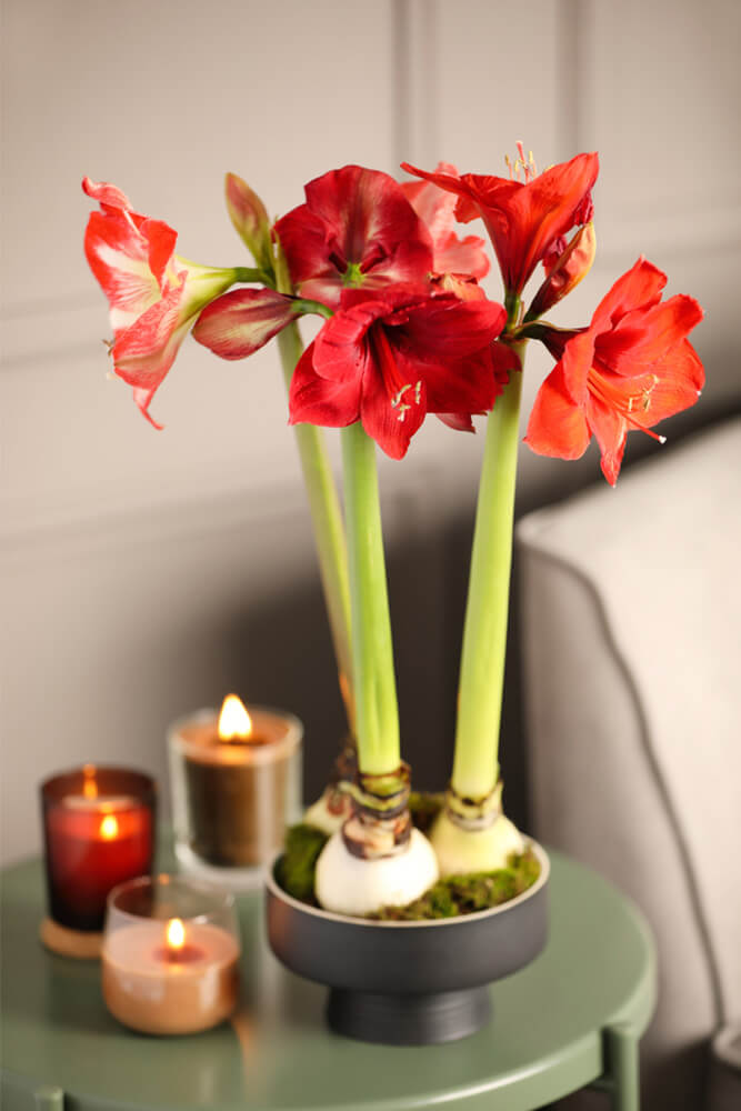 Red Amaryllis flowers in bloom on a bedside table next to some candles. 