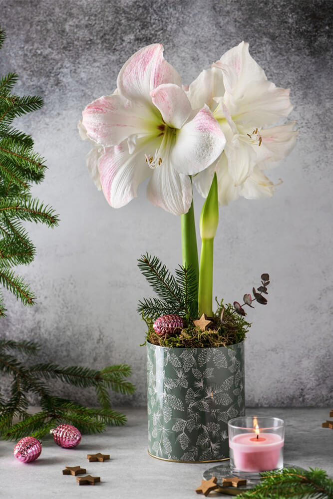White Amaryllis flowers in a metal tin