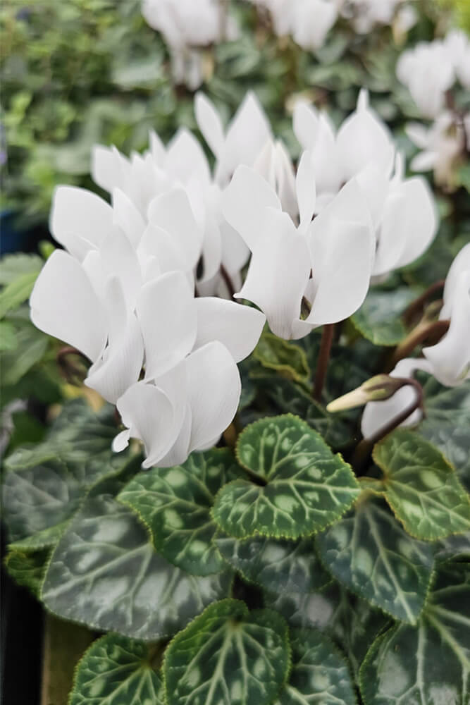 White cyclamen holiday plants in bloom