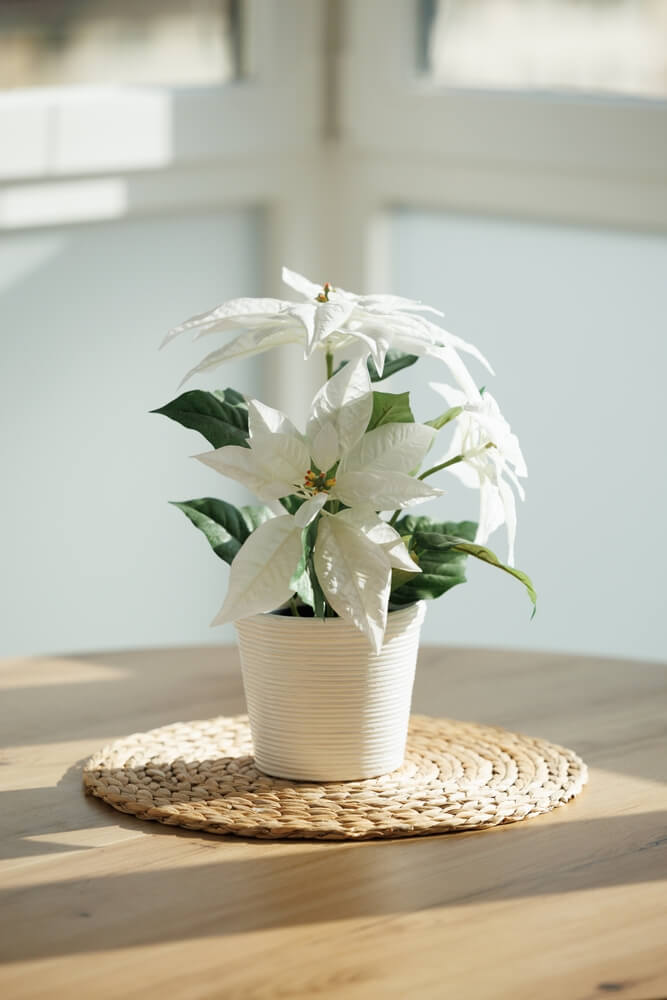 white poinsettia holiday plant sitting on a table