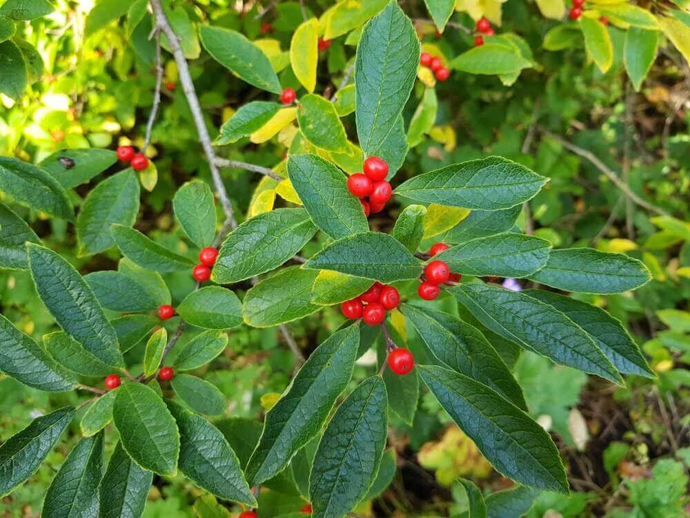 Winterberry holiday plant with red berries