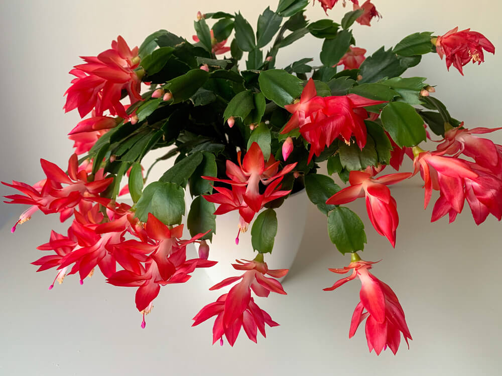 Christmas cactus with red flowers