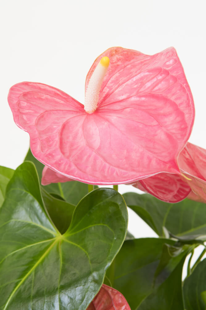Pink Anthurium holiday plants close up