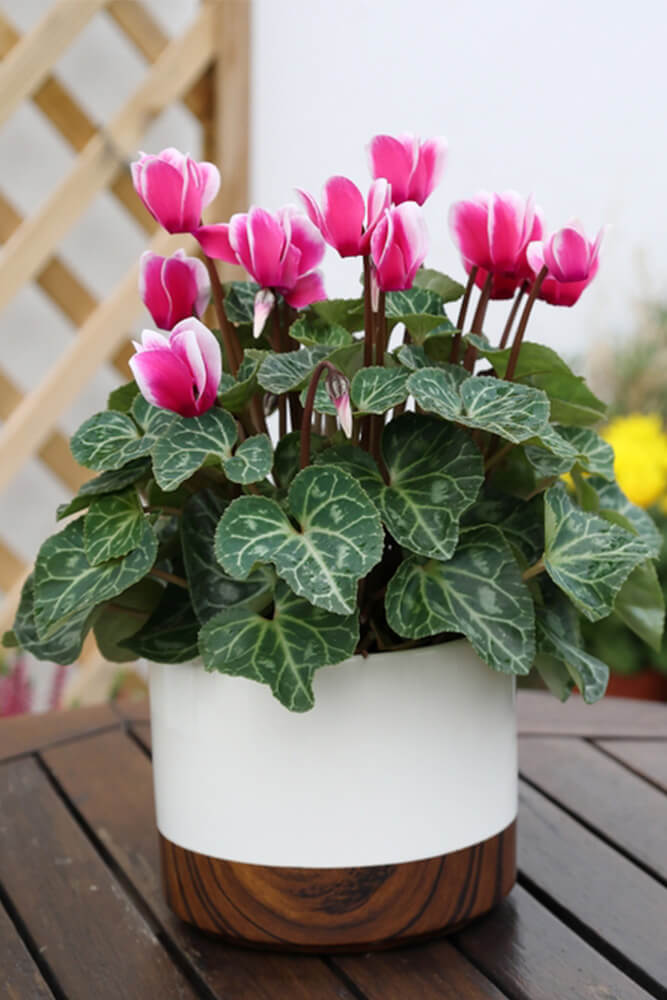 Pink cyclamen holiday plants in a white pot on an outdoor table