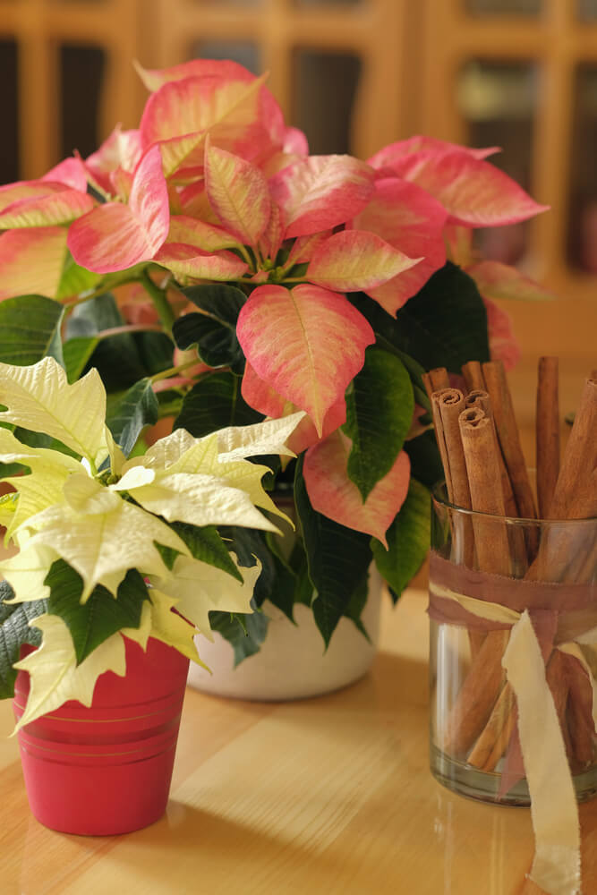 pink poinsettia holiday plant sitting on a table