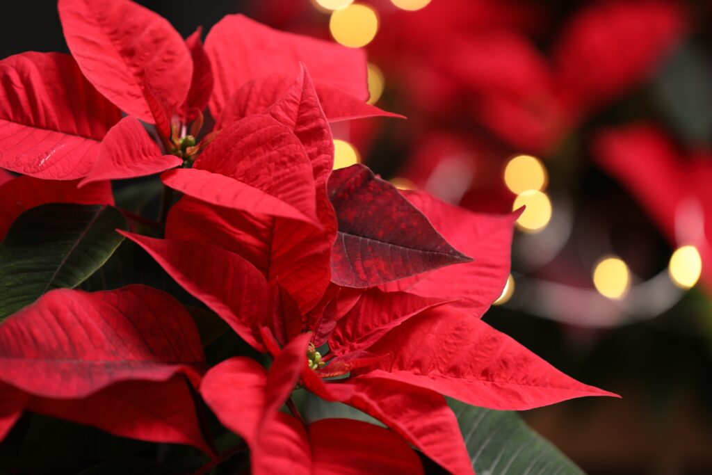 plants and flowers holiday Depositphotos 606588436 XL