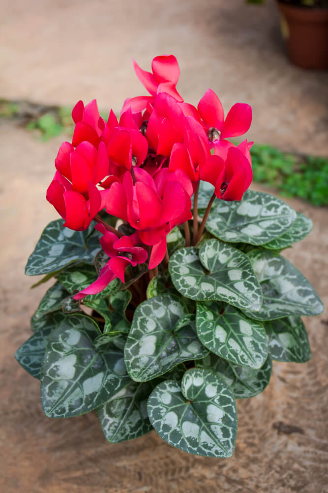Red cyclamen holiday plants in bloom