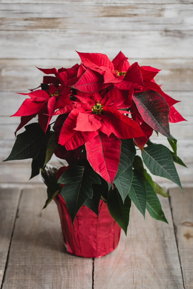 Red poinsettia holiday plant sitting on a wooden table