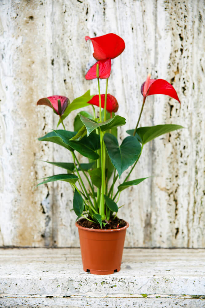 Red Anthurium holiday plants in a pot on a wooden surface