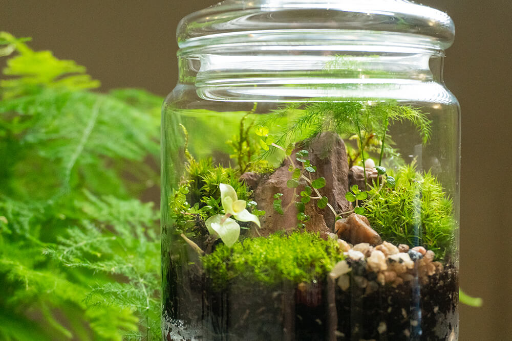 Step-By-Step Guide to Building a Terrarium