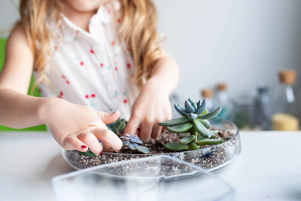 Simple Guide to Propagating & Growing Baby Succulents