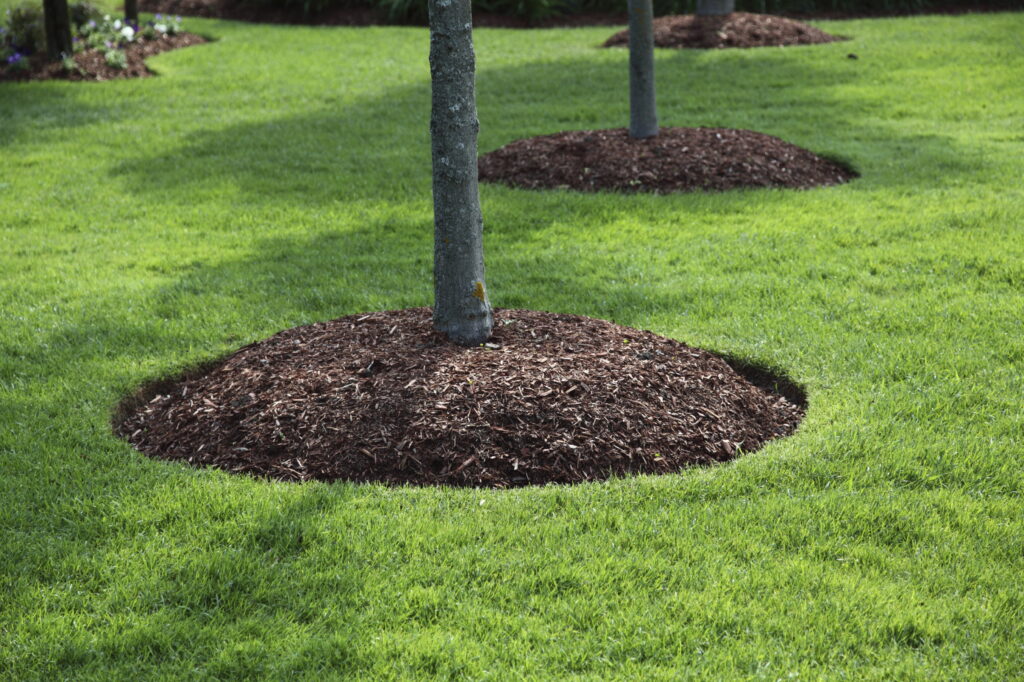 mulch rings iStock 000009557314Large
