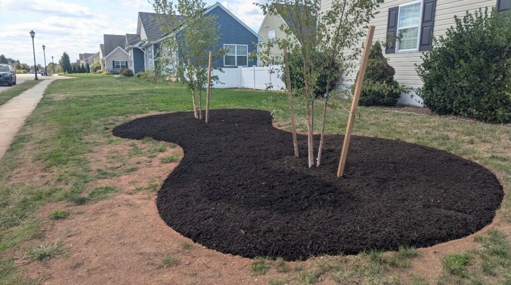 Fresh mulch around two saplings in Lancaster, PA