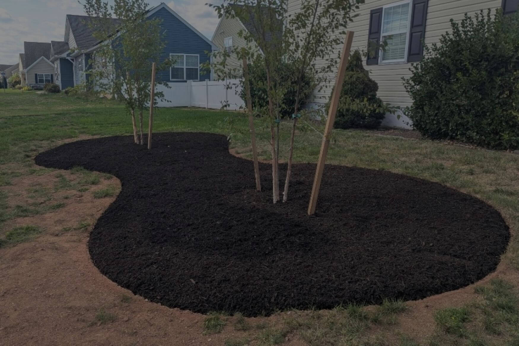 Mulch around two saplings