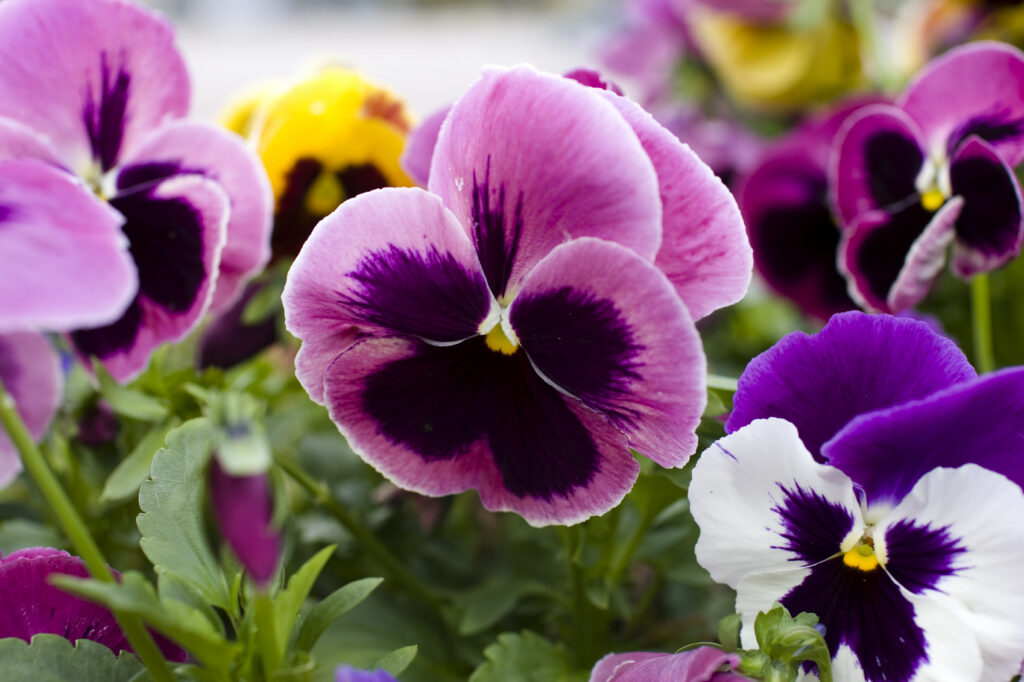 pansies iStock 000006111930Medium
