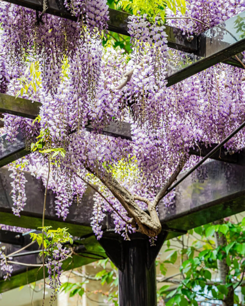 Purple wisteria privacy plant on a pergola