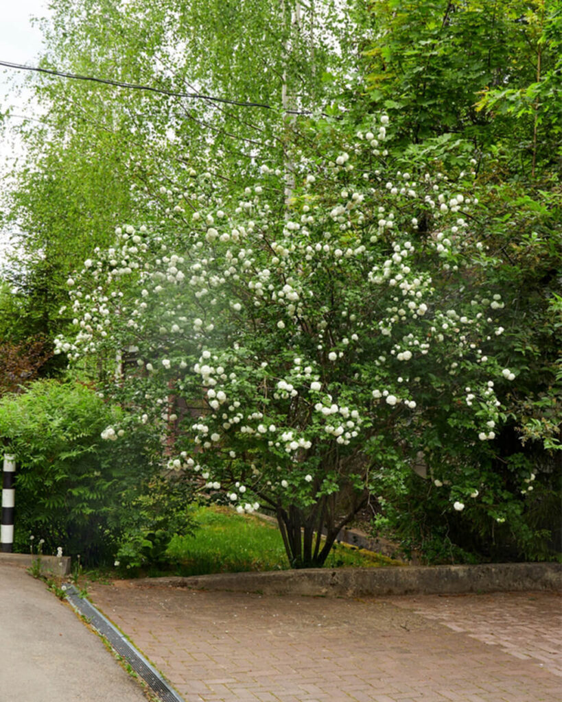 Arrowwood viburnum with white flowers acting as a privacy plant next to a patio