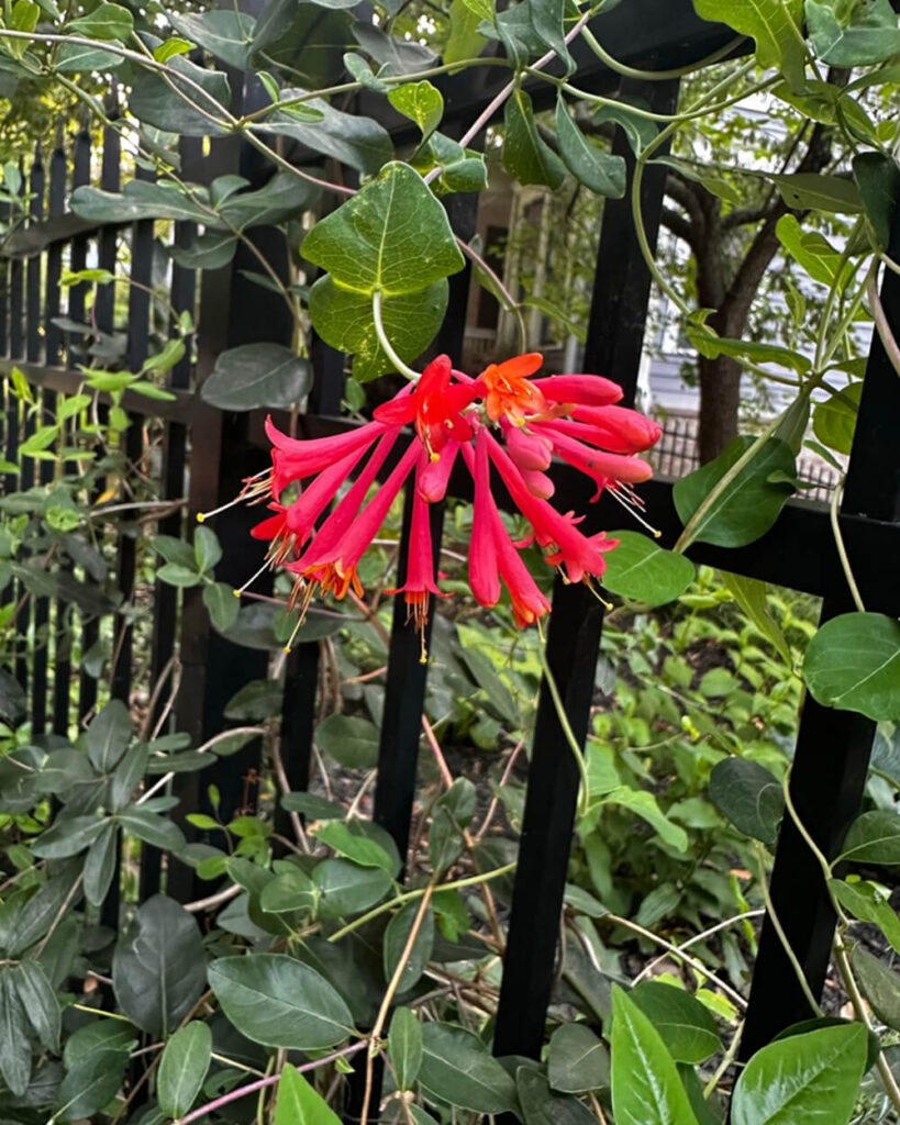 Honeysuckle growing on a fence with a pink flower, acting as a privacy plant