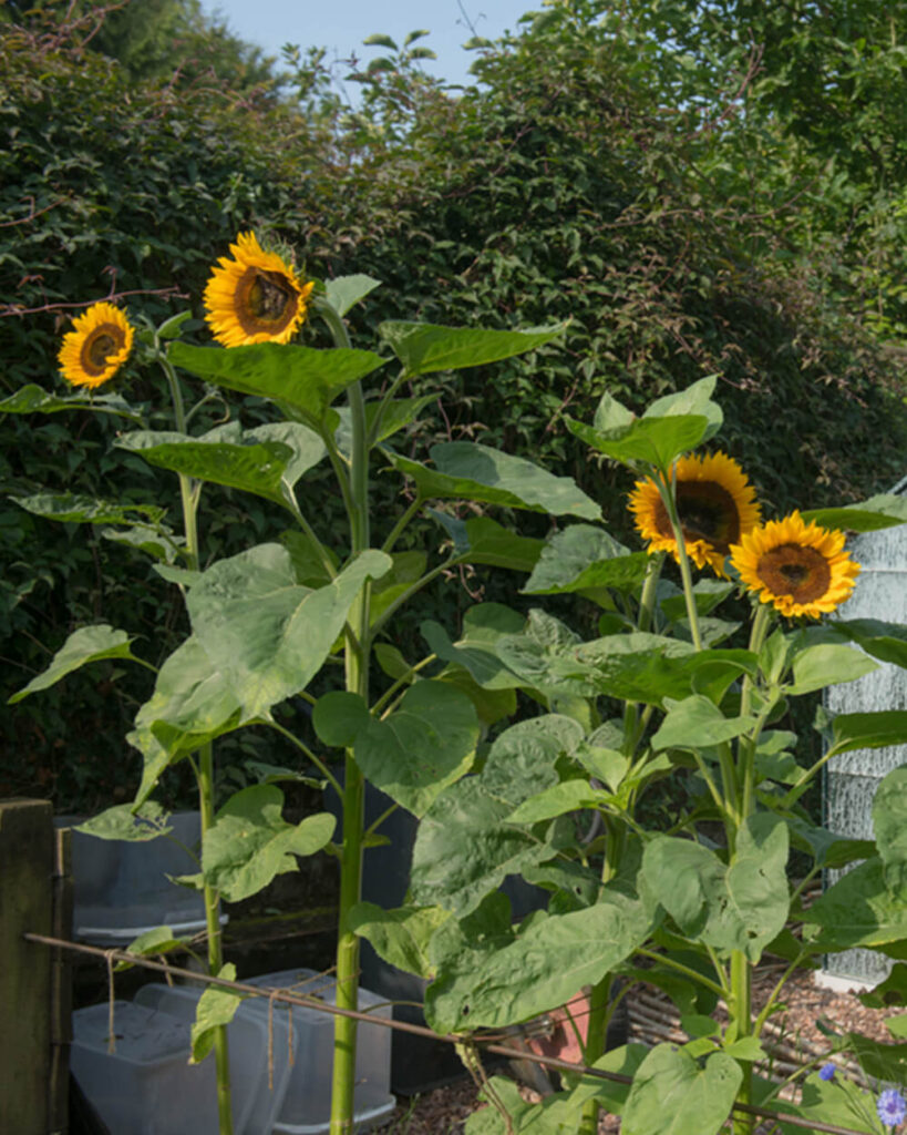 Four giant sunflowers growing along a fence, acting as privacy plants