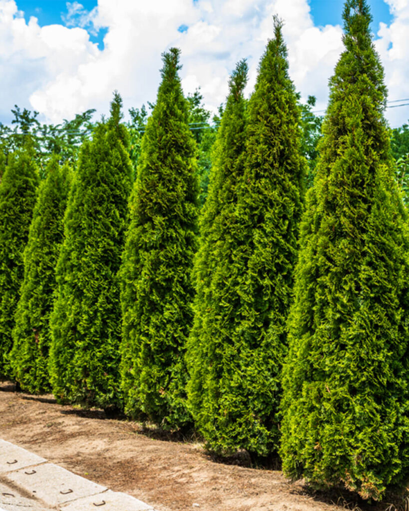 A row of green giant arborvitae trees acting as privacy plants