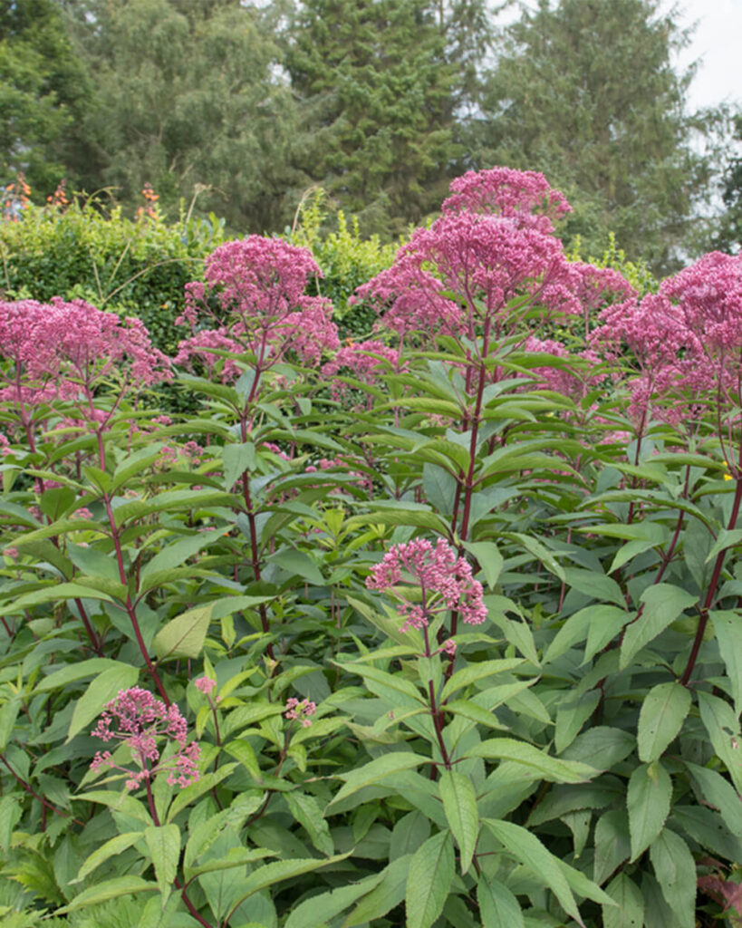 A clumb of Joe Pye weed with purple flowers growing in a yard, acting as privacy plants