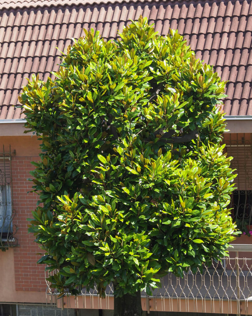 A sweetbay magnolia tree growing in front of a house as a privacy plant