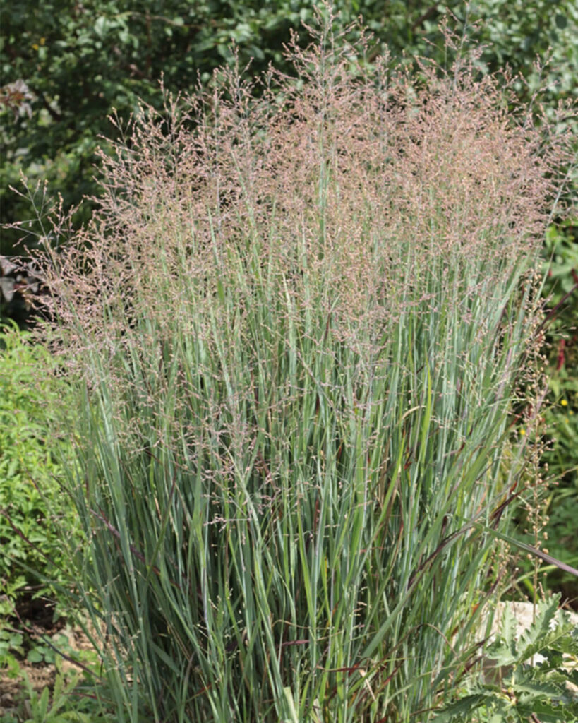 A clump of switchgrass grows as a privacy plant in a yard