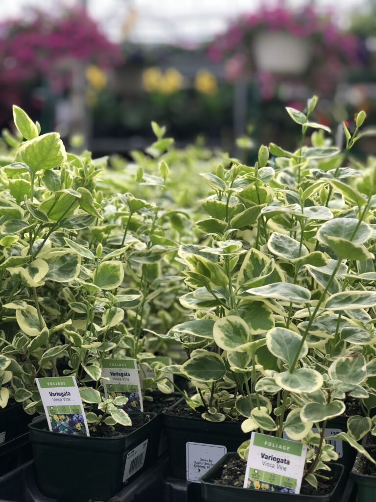 Variegata Vinca Vine Focus 1