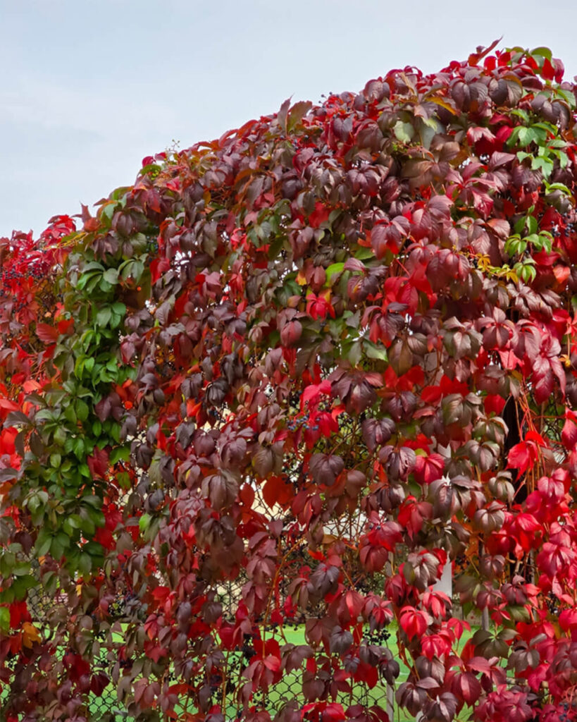 Red Virginia creeper covers a fence, acting as a privacy plant
