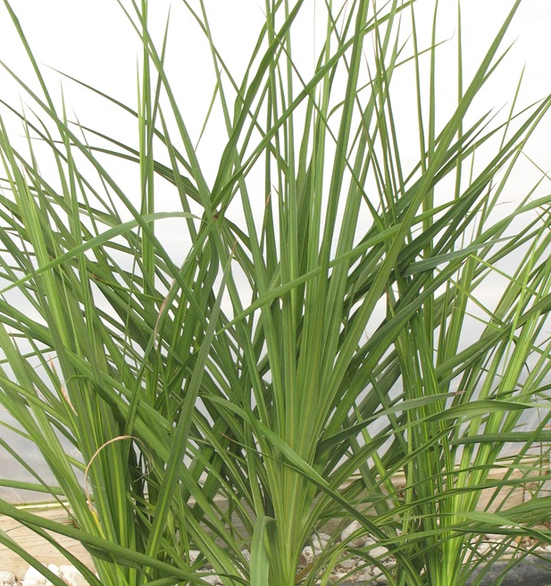 dracaena e1773244552645