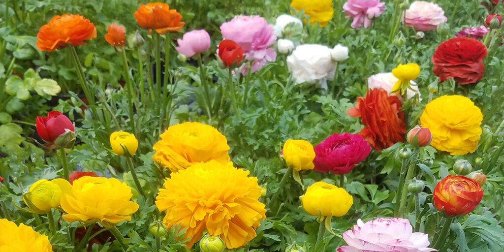 ranunculus