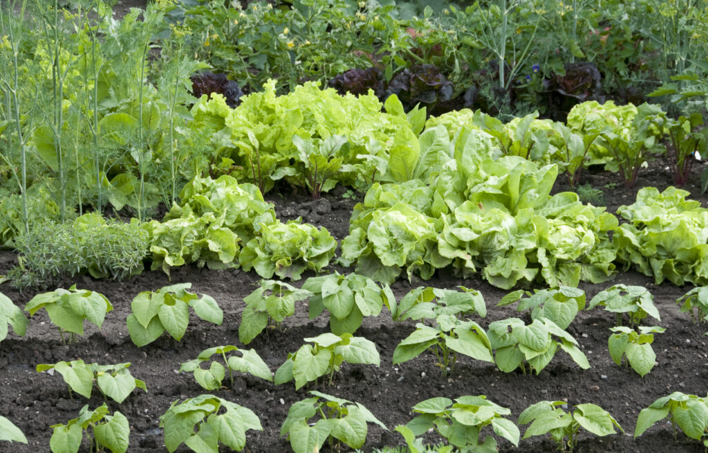 vegetable garden iStock 000012318605Medium