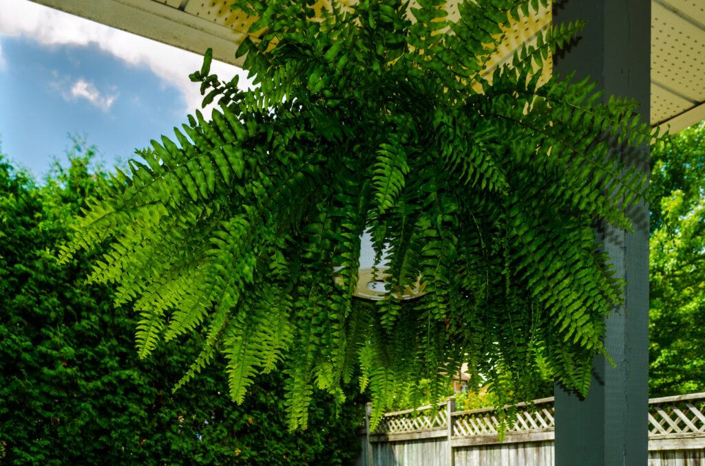 Boston Fern Depositphotos 328860358 XL