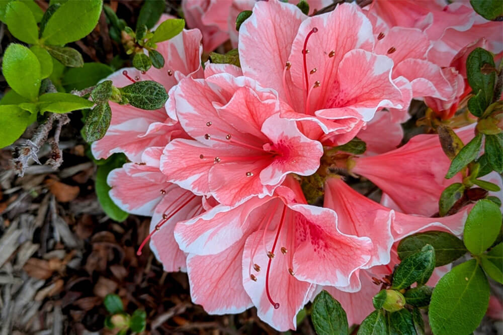 pink encore azalea flower