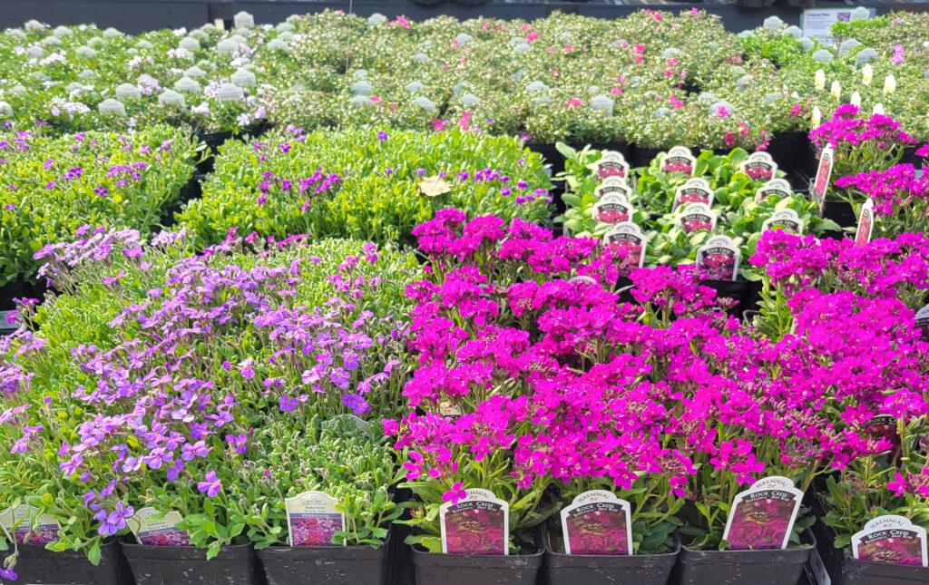 Qt Perennials edited