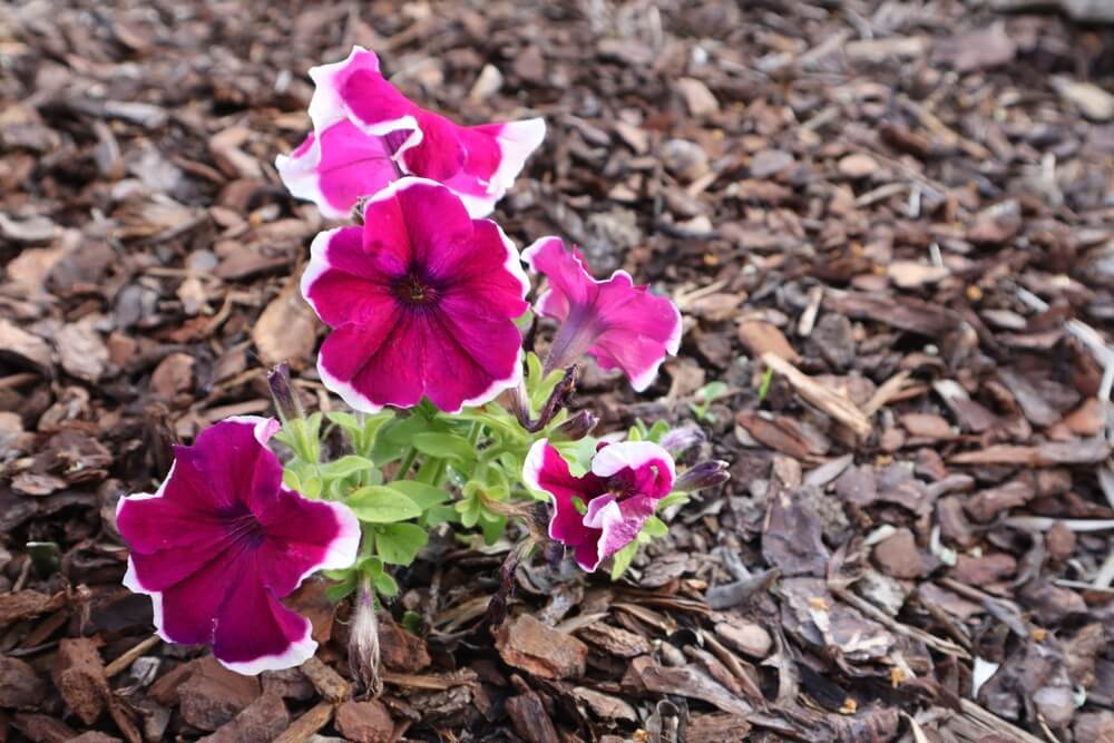 Pink flowers grow out of bark mulch