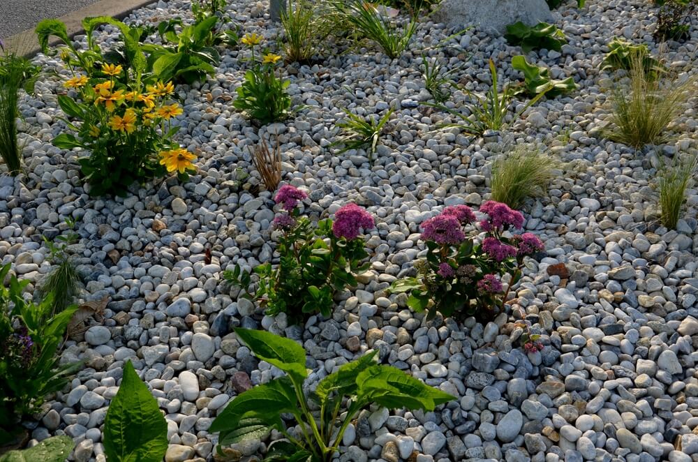 Landscaping with rocks and flowers growing between them