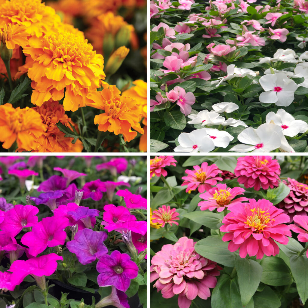 2026 05 28 Annuals 6 Packs
