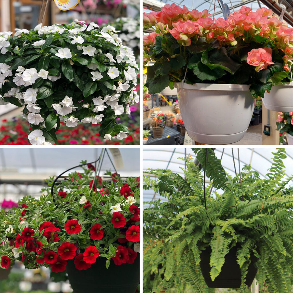 2026 05 28 Hanging Baskets 1