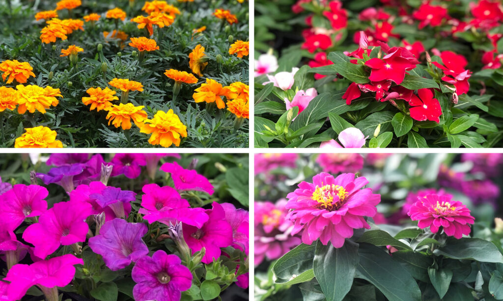 2026 05 28 Pot Annuals