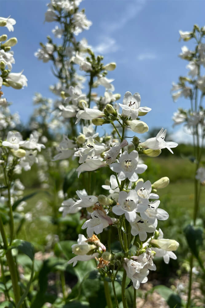 White Beardtongue flowers growing in a yard with other drought-tolerant plants