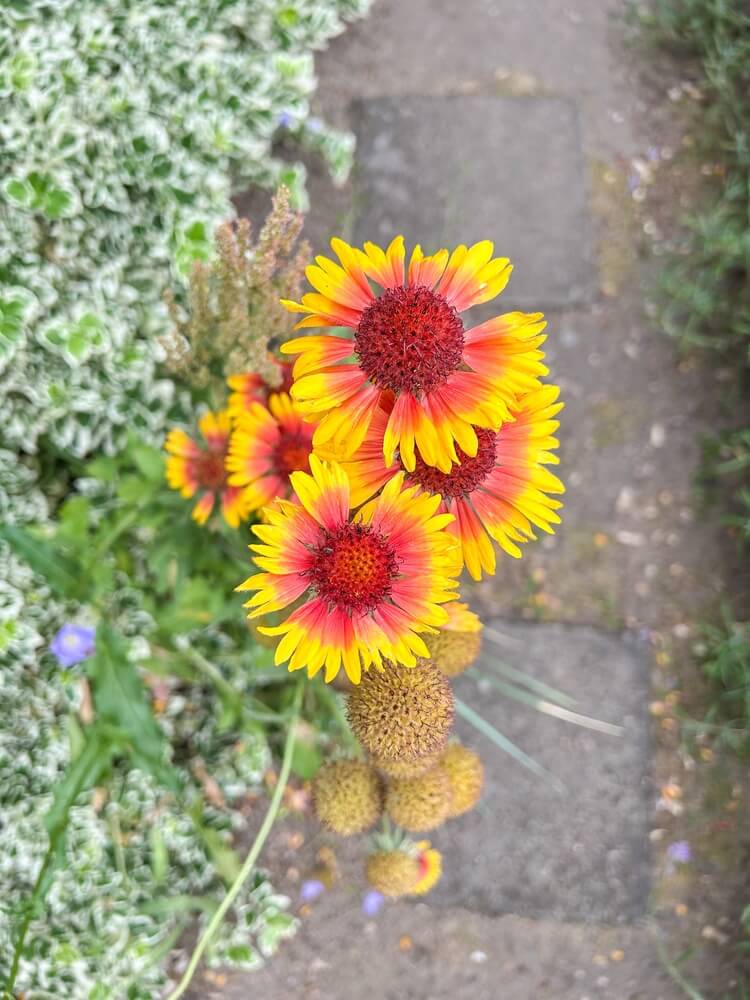 Yellow and red blanket flowers growing by a sidewalk