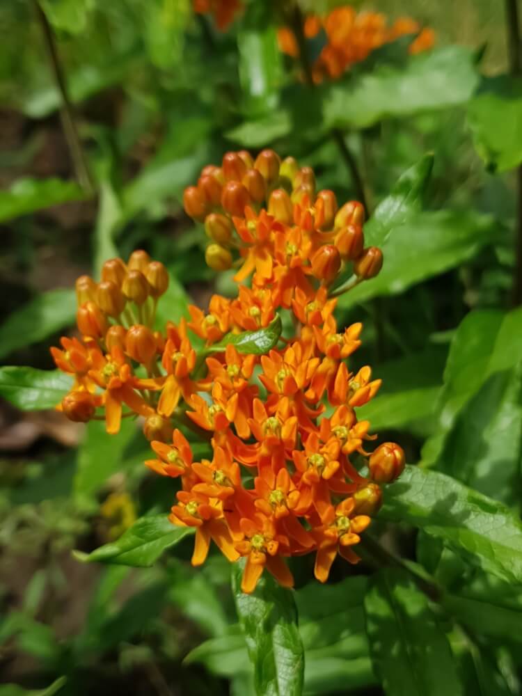 Orange butterfly weed plant growing in a yard