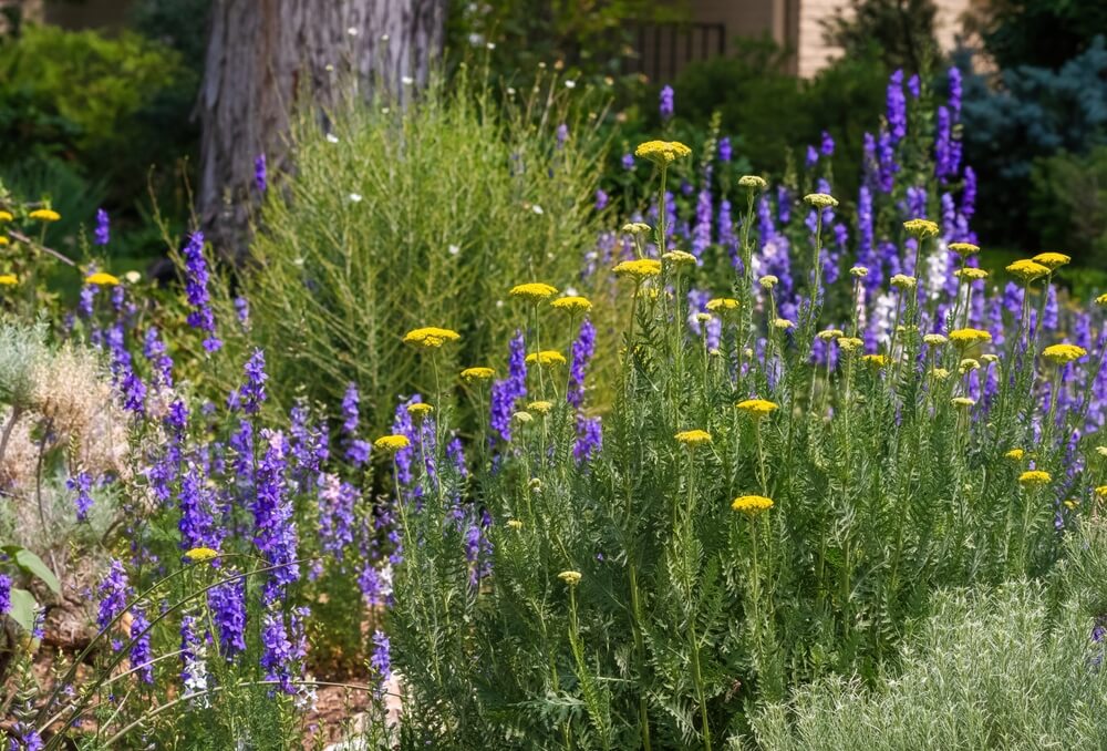 Green, yellow, and purple drought-tolerant plants growing in a yard to make a colorful landscape