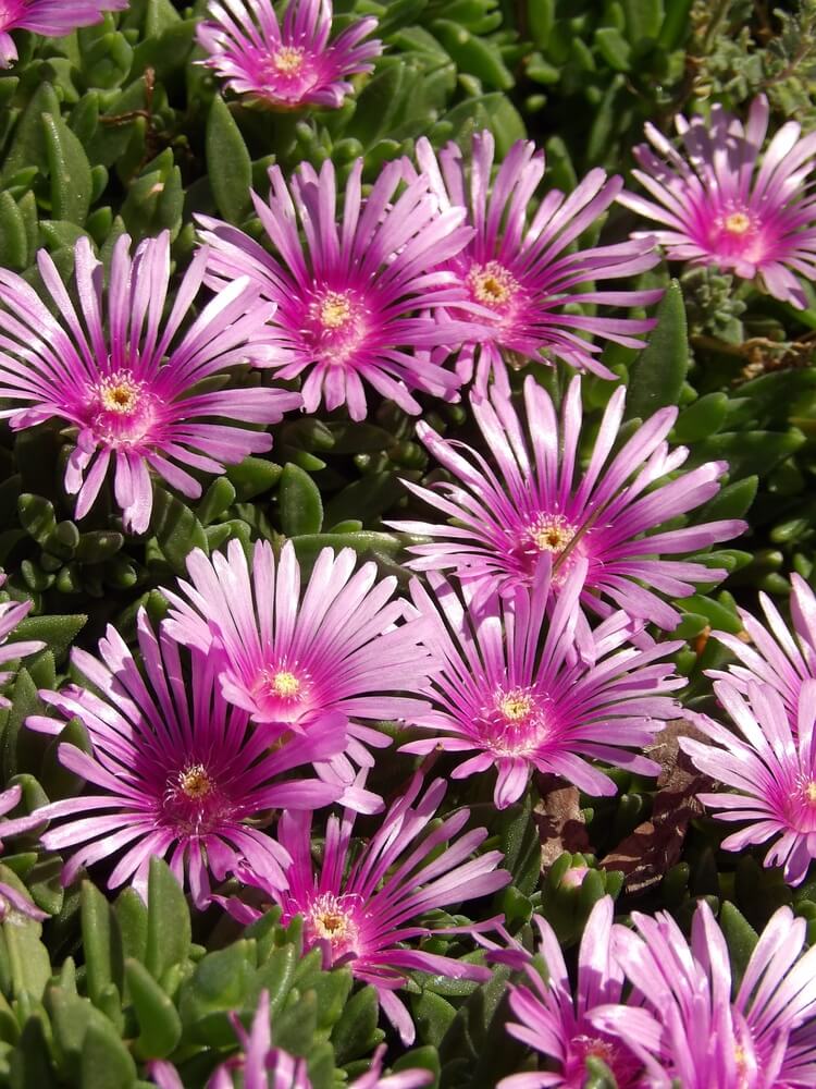 Pink ice plant flowers in bloom in a yard