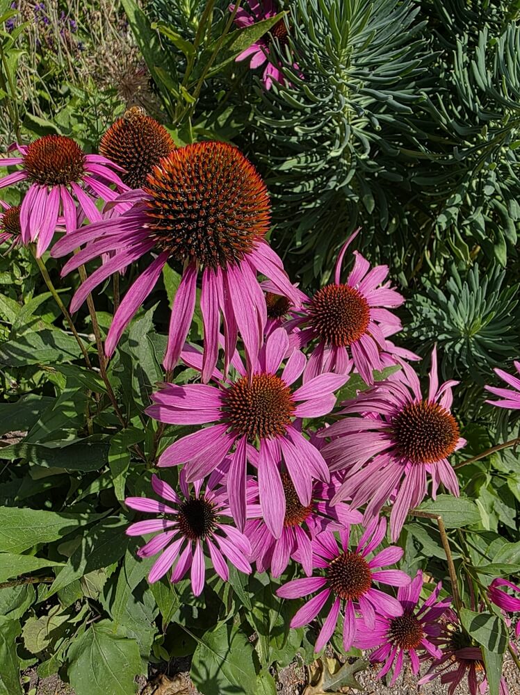 Purple cone flowers grow in a yard with other drought-tolerant plants
